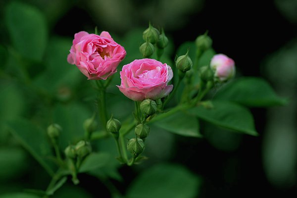 哪里有薔薇花苗賣？薔薇花苗批發