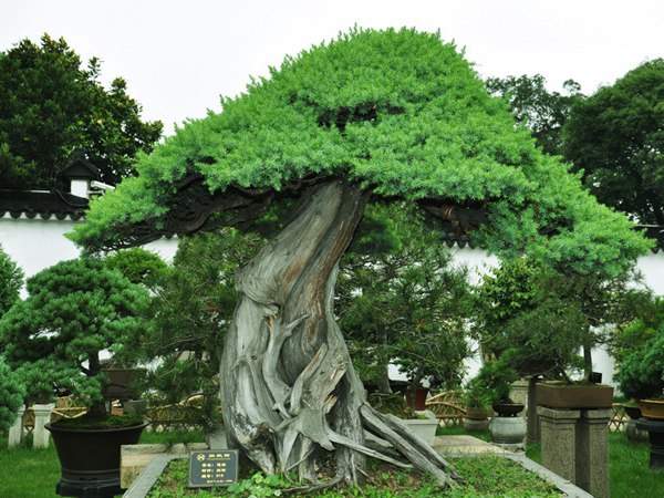 刺柏松盆景的養護