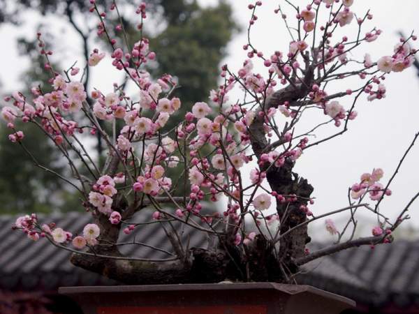 盆栽紅梅如何制作及養(yǎng)護管理技巧