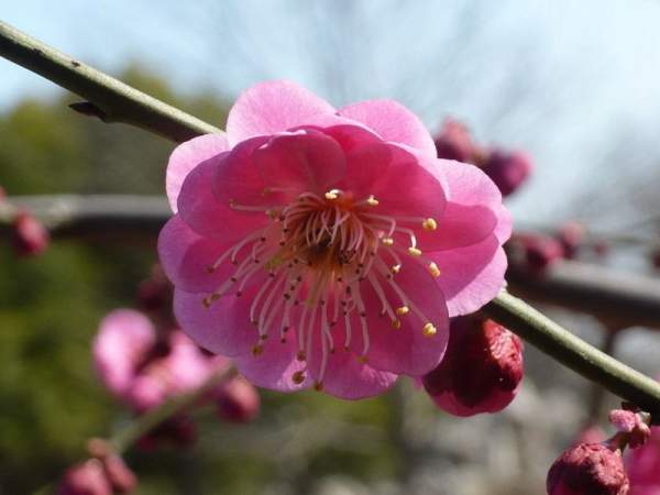 紅梅花