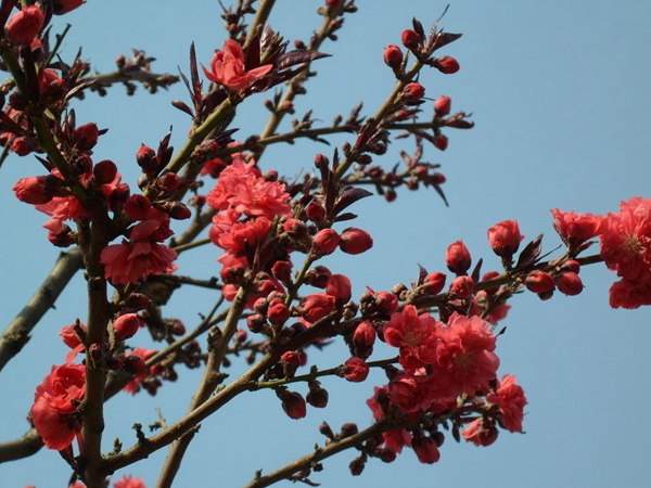 紅葉碧桃花期有多長，幾月份開花？