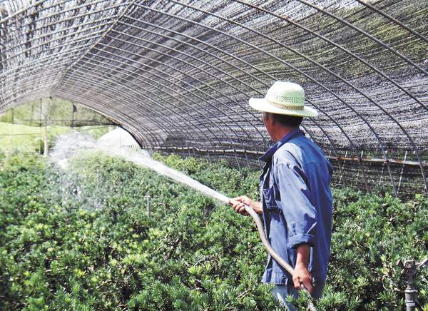 綠化苗木起苗出圃都有哪些注意事項？