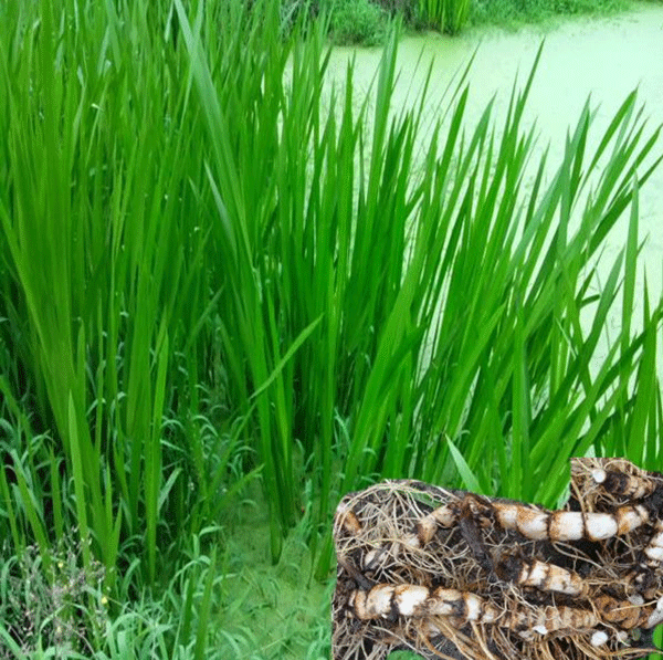 水菖蒲--長景園林