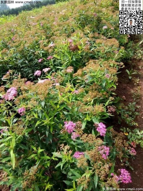 粉花繡線菊基地圖片