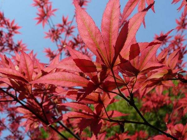 紅楓作衫，白楊為裙，美的傾國傾城！