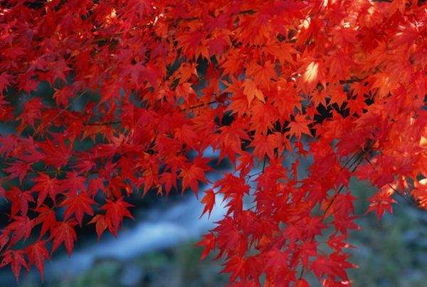 紅楓作衫，白楊為裙，美的傾國傾城！