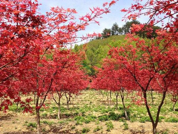 “顏值爆表”的日本紅楓，不是想看就能看！