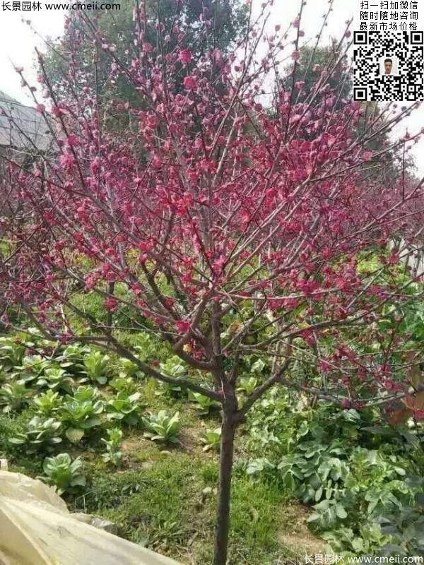 國內數一數二紅梅花產地，你知道幾個