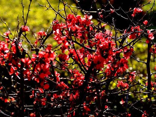 公園里的紅梅和這一比都弱爆了