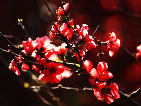 公園里的紅梅和這一比都弱爆了