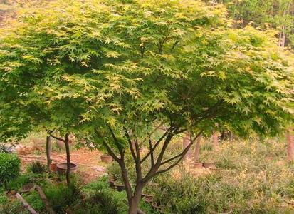 紅楓樹苗基地實(shí)拍圖片