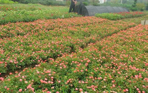 2016薔薇花多少錢一棵