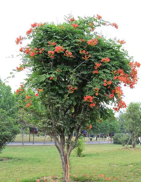 凌霄花樹