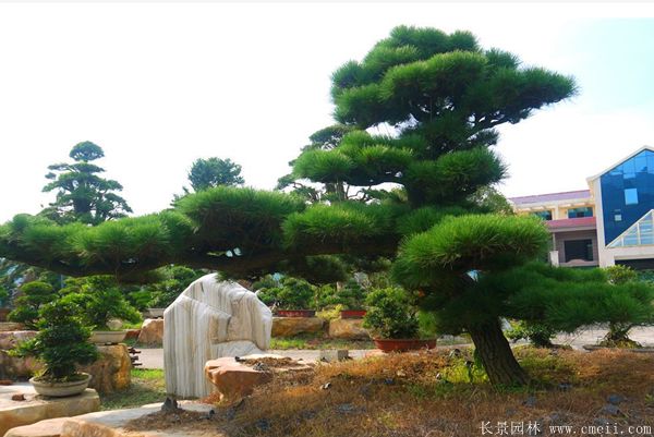 沭陽黑松造型