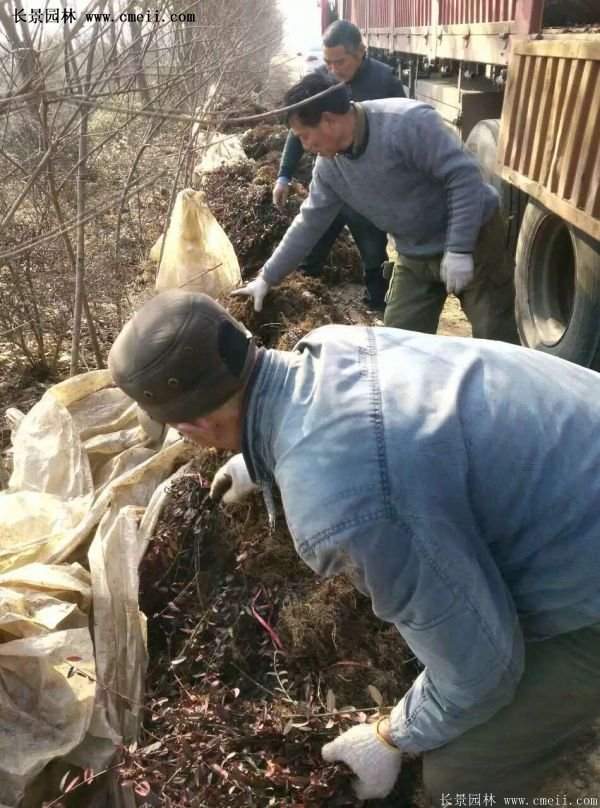 沭陽低價扶芳藤