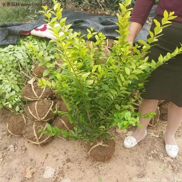 沭陽(yáng)金葉女貞