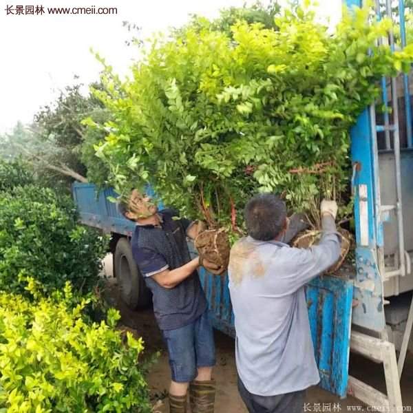 沭陽金葉女貞基地