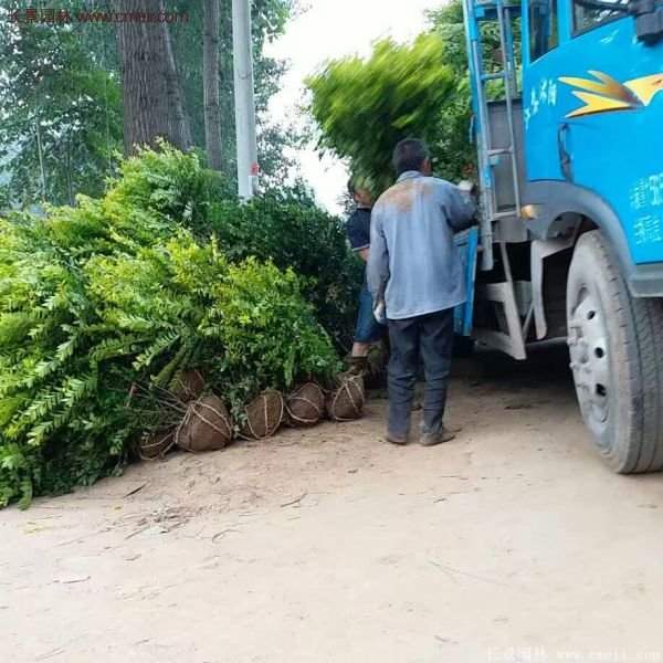 沭陽金葉女貞基地