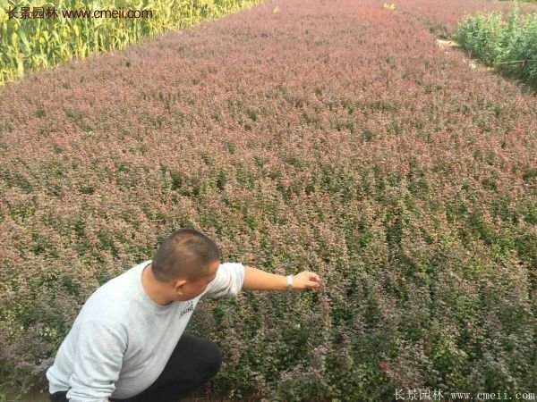 沭陽的紅葉小檗基地