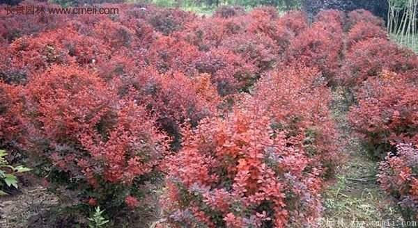 沭陽基地的紅葉小檗苗、紅葉小檗球