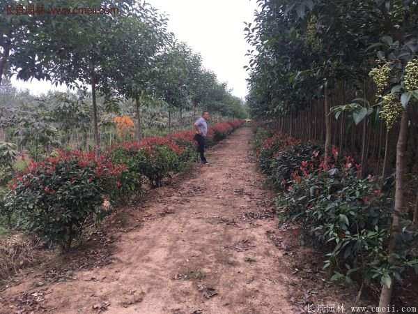 紅葉石楠基地