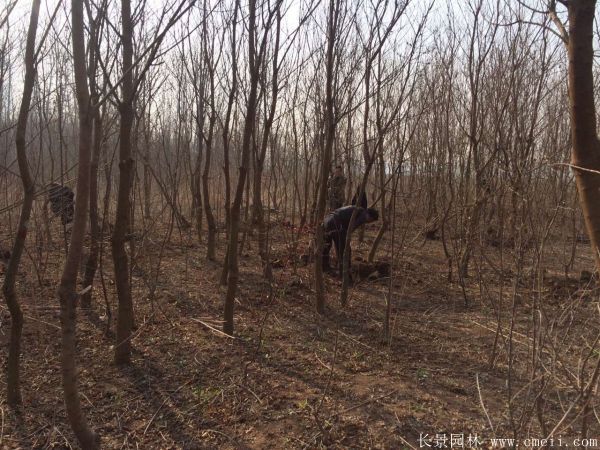 紅葉烏桕圖片紅葉烏桕基地實拍