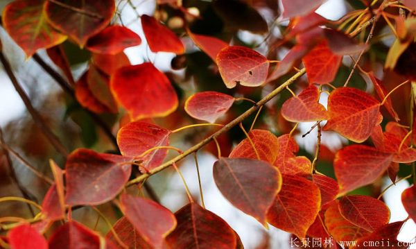 紅葉烏桕圖片紅葉烏桕基地實拍