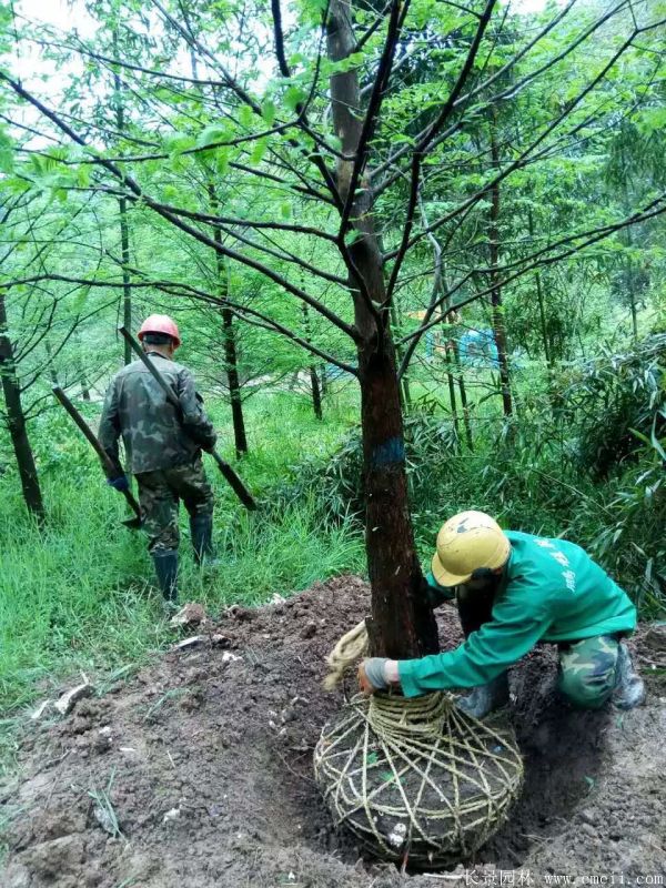 水杉樹圖片水杉樹基地實拍