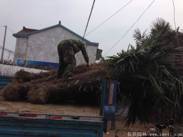 棕樹圖片棕樹基地實拍