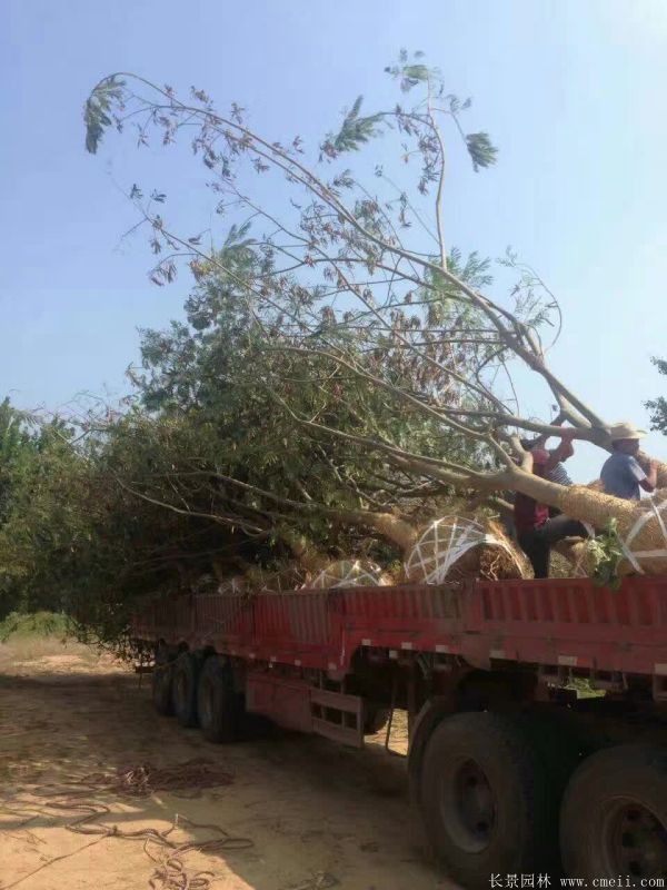 合歡樹圖片合歡樹基地實拍