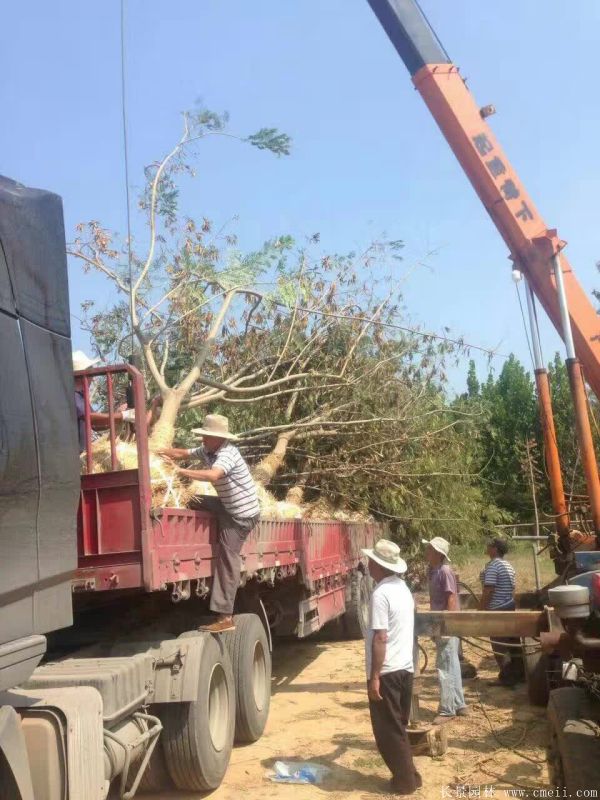 合歡樹圖片合歡樹基地實拍