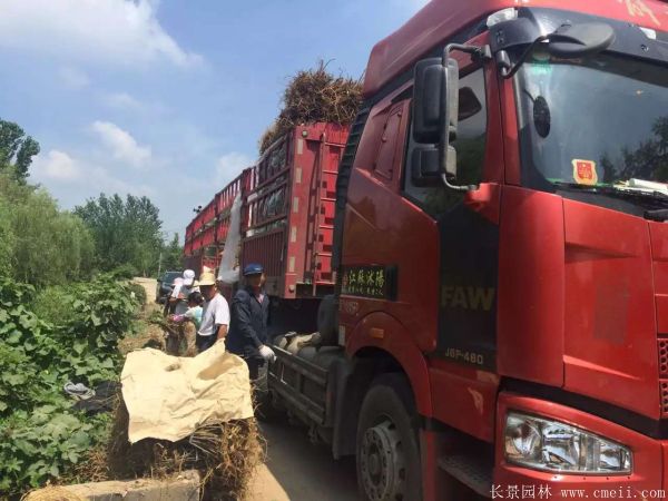 構樹苗圖片構樹小苗基地實拍