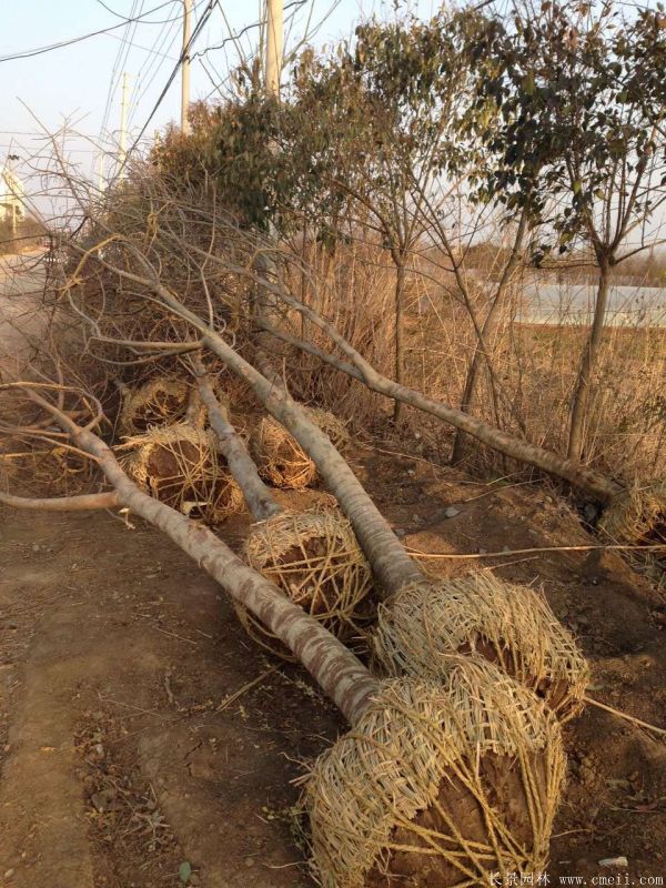 構樹圖片構樹基地實拍