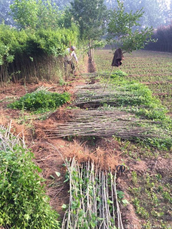 大花木槿小苗圖片基地實拍