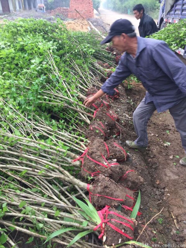 大花木槿小苗圖片基地實拍