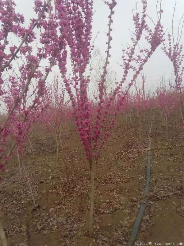 單桿紫荊樹圖片基地實拍