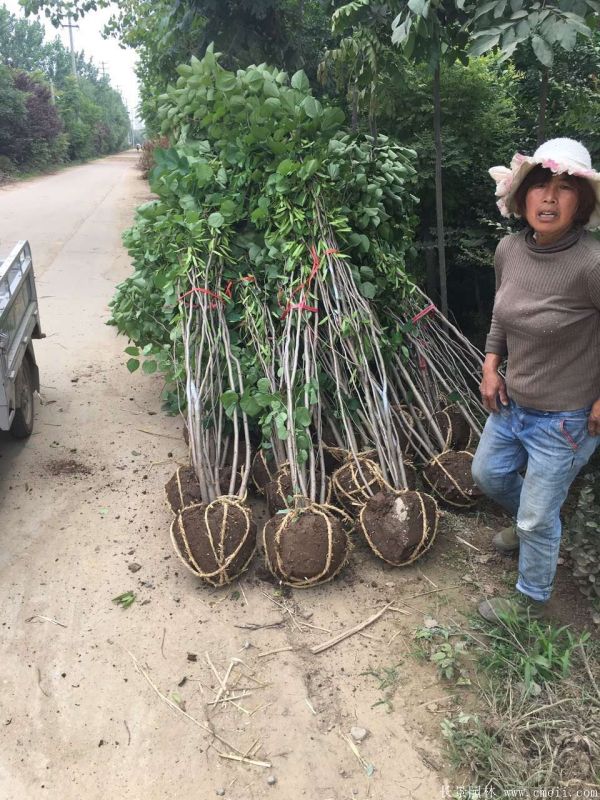 叢生紫荊樹圖片基地實拍