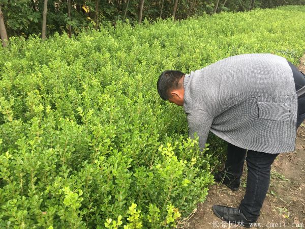 小葉黃楊圖片基地實拍