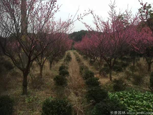 紅梅樹紅梅花圖片基地實拍