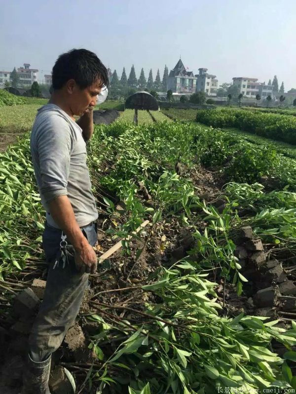 法國冬青圖片基地實(shí)拍