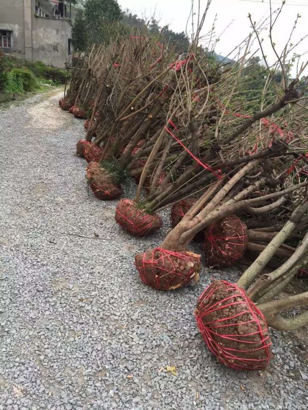 臘梅圖片基地實拍