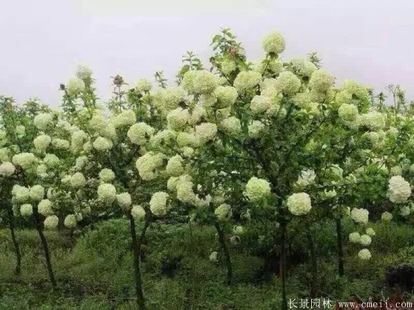 繡球花圖片基地實拍