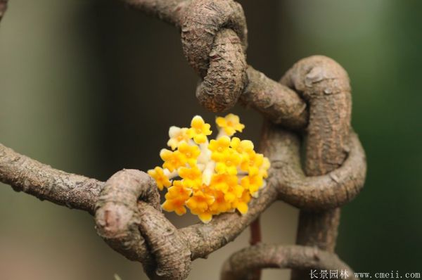 結香圖片基地實拍