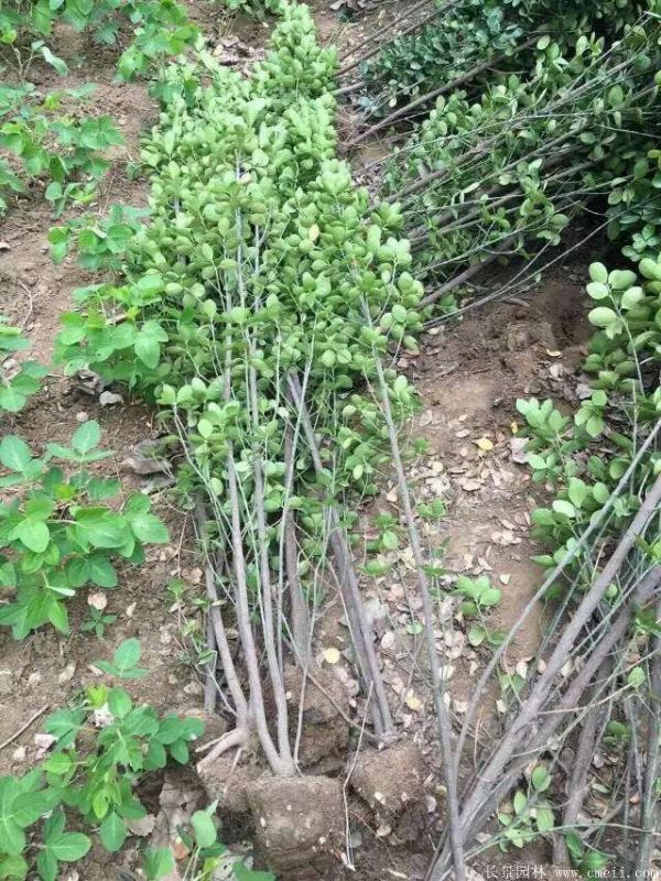 北海道黃楊圖片基地實拍