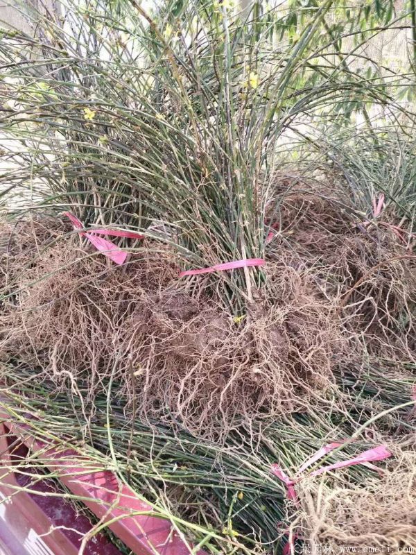 迎春花圖片基地實拍