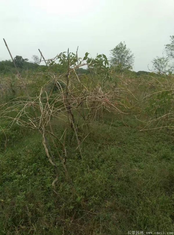 凌霄花苗圖片基地實拍