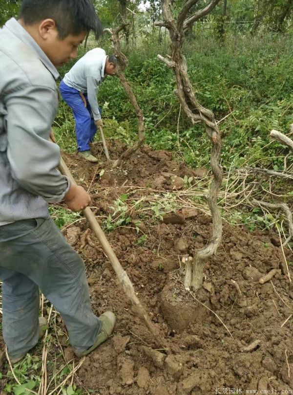 凌霄花苗圖片基地實拍