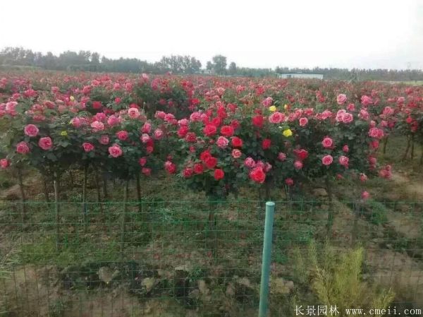 樹狀月季圖片基地實拍