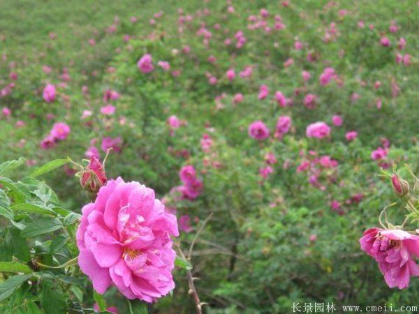 玫瑰花苗圖片基地實(shí)拍