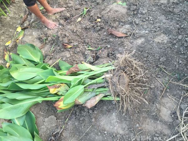 花葉美人蕉基地實拍圖片